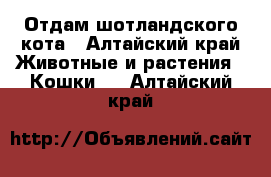 Отдам шотландского кота - Алтайский край Животные и растения » Кошки   . Алтайский край